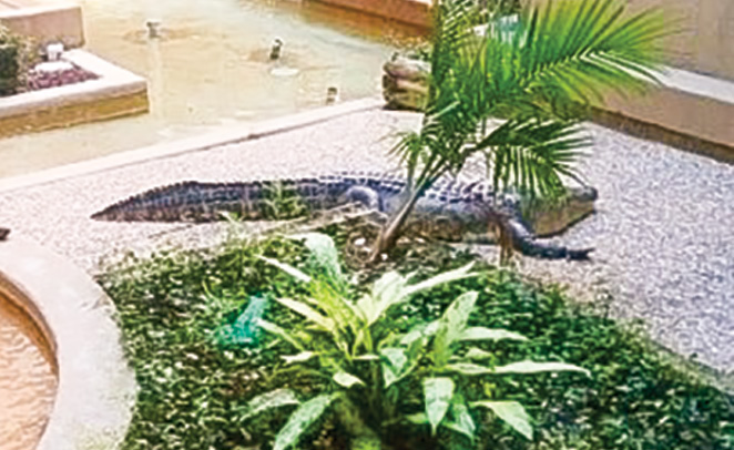 Lucy the Alligator in the atrium